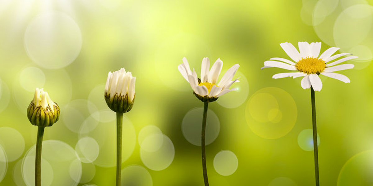 Photo of flowers growing