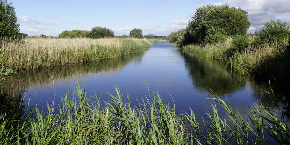 Photo of reed beds and a canal the Somerset levels